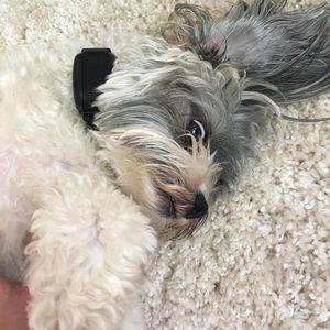 Meet your Posher, Nikki